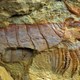 Illustration for article titled Ancient fossil reveals that Cthulhu really did live on Earth 500 million years ago